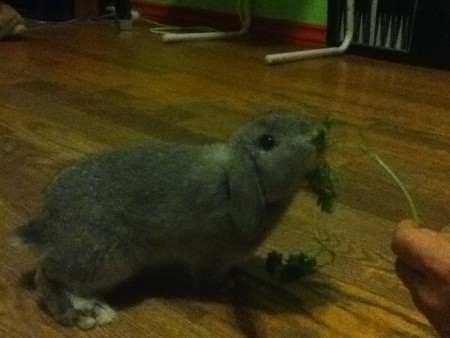 Papa Lapin Mini-Bélier